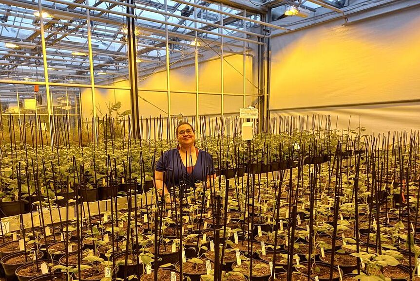 Glasshouse experiment at Netherlands Plant Eco-Phenotyping Center (NPEC) at WUR. Dr. Lucía Perez is leading the hands-on research on drought stress.