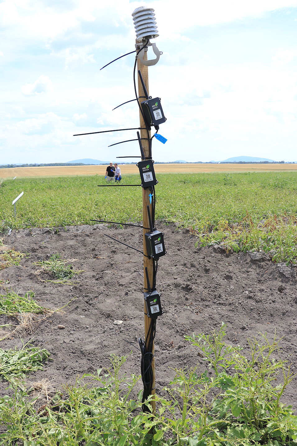 On May 2, environmental sensors including soil sensors were installed at each trial site to measure air and soil temperature, air humidity and soil moisture. 