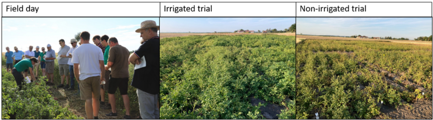 At one drought-prone site, two trials were placed close to each other, with one trial being irrigated and the other receiving no irrigation. At the other three sites, no irrigation was applied, which corresponds to typical potato cultivation practice in A