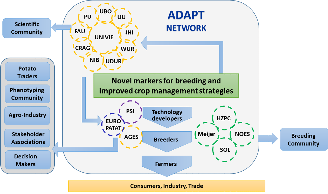Diagram of the ADAPT Network. At the center is the goal: “Novel markers for breeding and improved crop management strategies.” Three surrounding groups are connected to it.
First group: scientific institutions, including PU, UBO, UU, FAU, CRAG, NIB, UNIVIE, UDUR, JHI, and WUR.
Second group: technology developers, including PSI, EURO PATAT, and AGES.
Third group: breeding companies, including HZPC, Meijer, NOES, and SOL.

Between these groups are roles labeled “Technology developers,” “Breeders,” and “Farmers,” with arrows showing collaboration.
On the left, additional stakeholders are listed: scientific community, potato traders, phenotyping community, agro‑industry, stakeholder associations, and decision makers.
At the bottom, a bar reads: “Consumers, Industry, Trade.”
The diagram represents how research, technology development, breeding, farming, and market actors interact within the network.