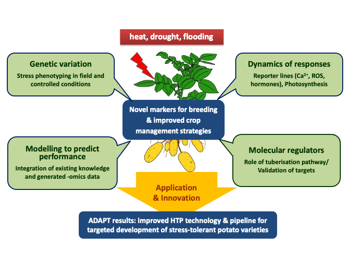 Diagram showing a framework for developing stress‑tolerant potato varieties. At the center is a potato plant labeled “Novel markers for breeding and improved crop management strategies.” Above it, a red box lists environmental stress factors: heat, drought, and flooding. Four green boxes surround the plant, each describing a research component:
– Genetic variation: stress phenotyping in field and controlled conditions.
– Dynamics of responses: reporter lines for calcium, reactive oxygen species, and hormones, plus photosynthesis.
– Modelling to predict performance: integrating existing knowledge with generated omics data.
– Molecular regulators: role of the tuberisation pathway and validation of targets.

Below the plant, a yellow box labeled “Application and Innovation” leads to a blue box stating that ADAPT results include improved high‑throughput phenotyping technology and a pipeline for developing stress‑tolerant potato varieties. The diagram summarizes how genetic, molecular, physiological, and modelling approaches combine to support crop improvement.