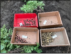 Additional plots were established at two sites to evaluate differences in tuberization process among the 16 varieties at three time points.